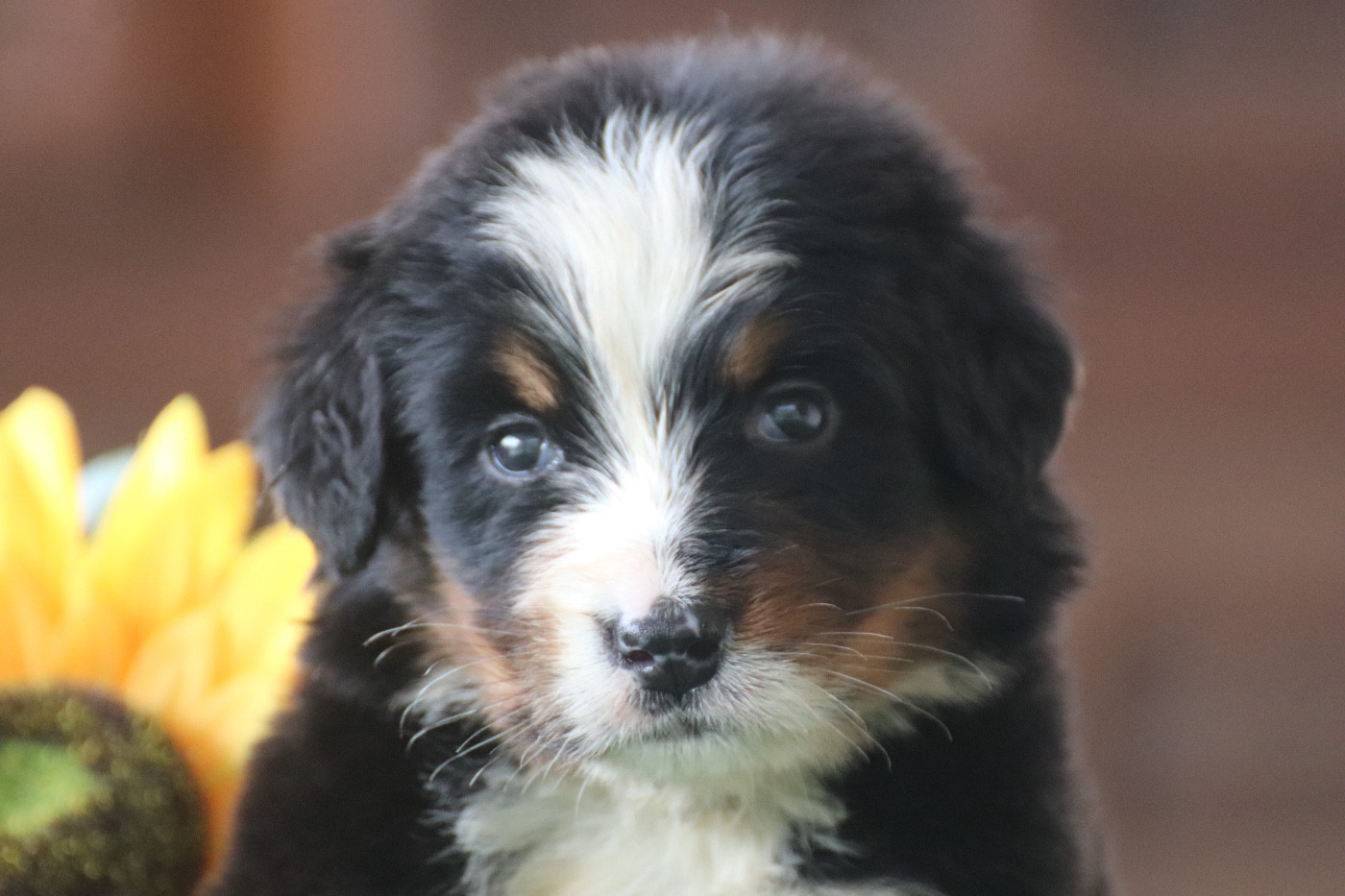 Du Verger Des Beaurepaires - Chiots disponibles - Bouvier Bernois