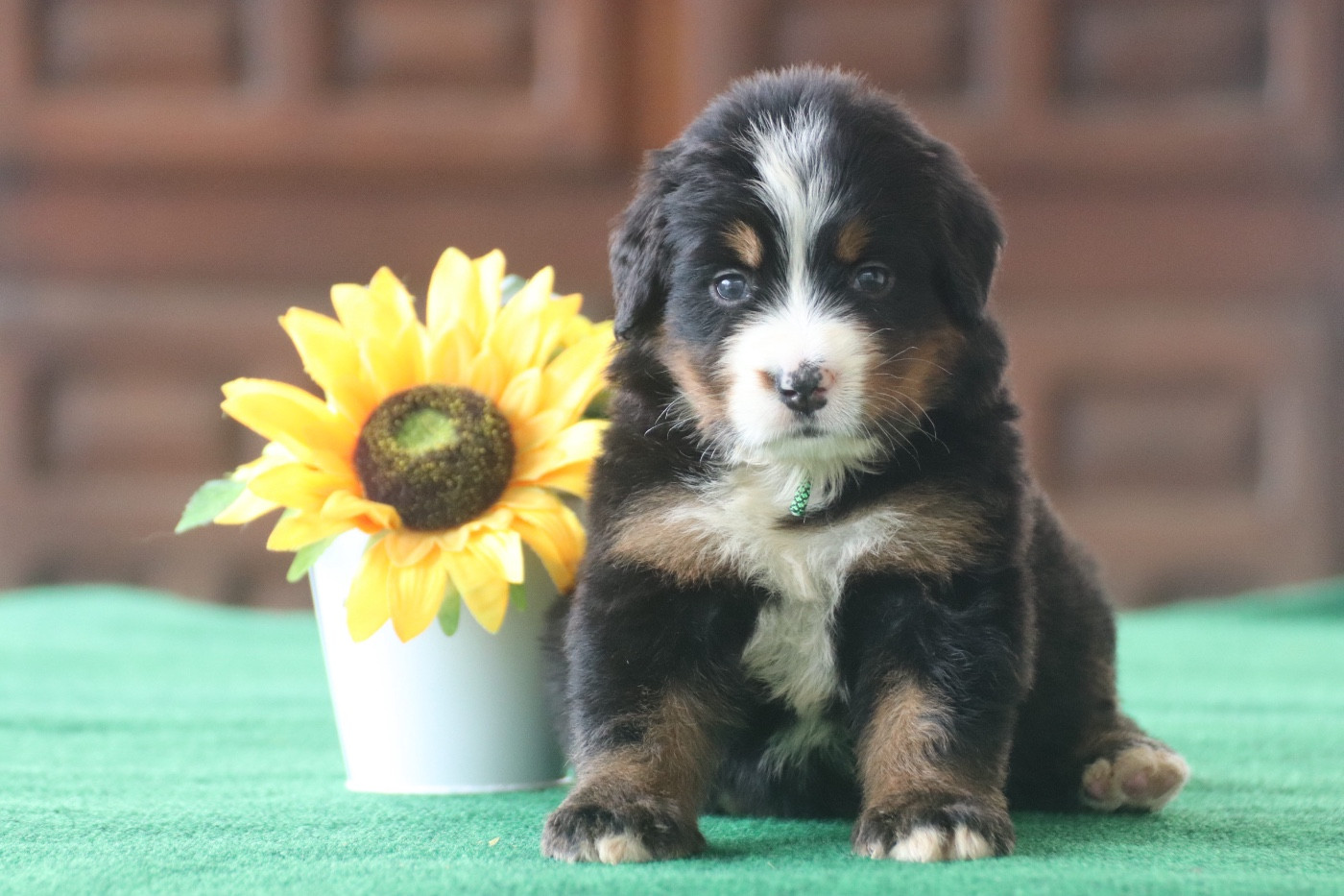 Du Verger Des Beaurepaires - Chiots disponibles - Bouvier Bernois