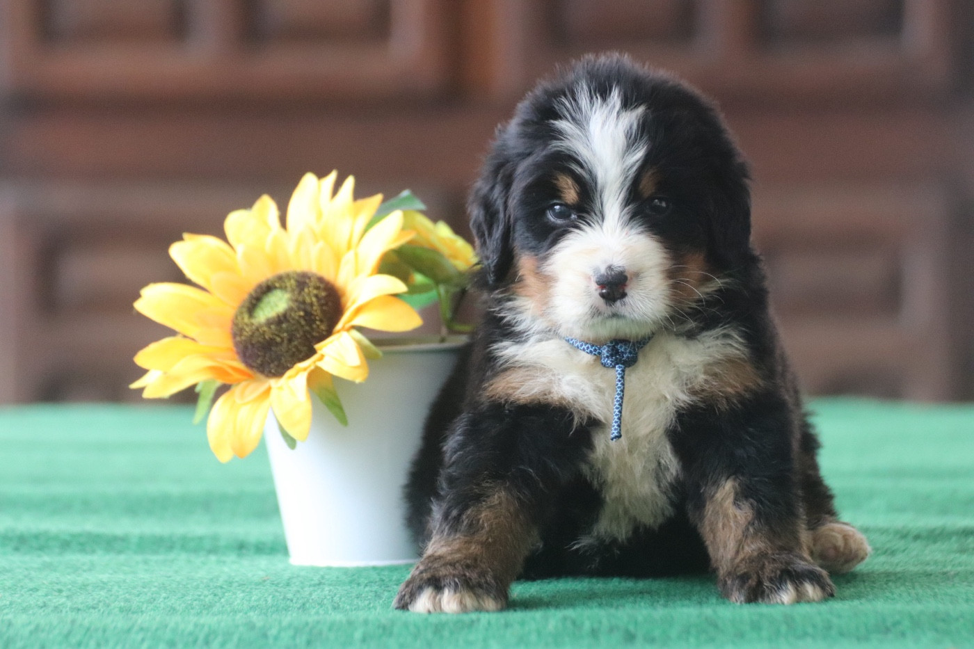 Du Verger Des Beaurepaires - Chiots disponibles - Bouvier Bernois