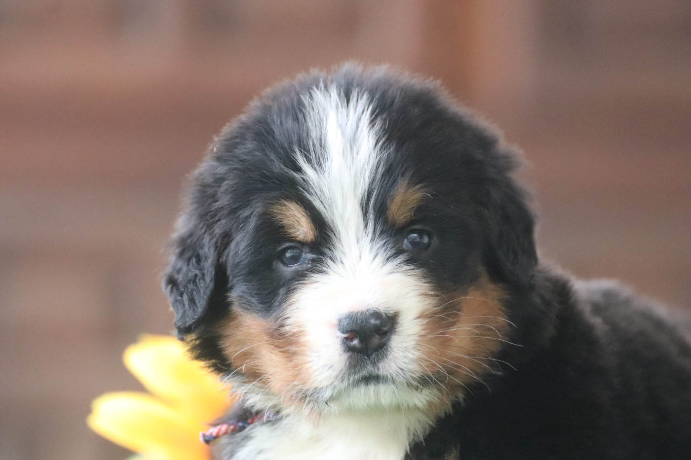 Du Verger Des Beaurepaires - Chiots disponibles - Bouvier Bernois