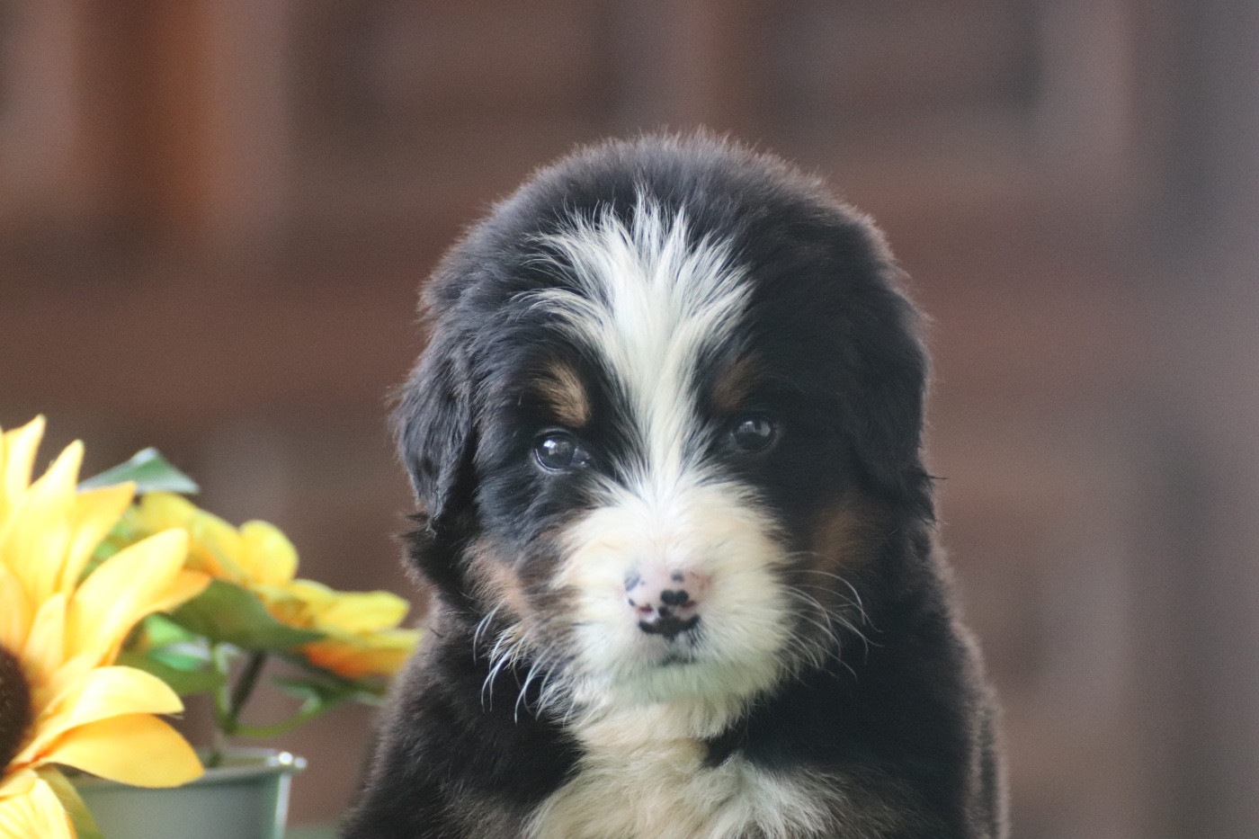 Du Verger Des Beaurepaires - Chiots disponibles - Bouvier Bernois