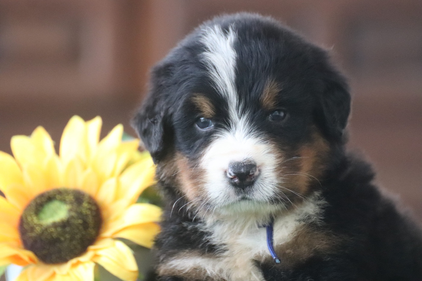 Du Verger Des Beaurepaires - Chiots disponibles - Bouvier Bernois