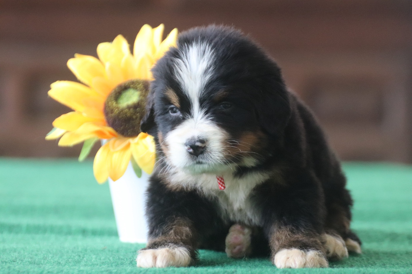 Du Verger Des Beaurepaires - Chiots disponibles - Bouvier Bernois
