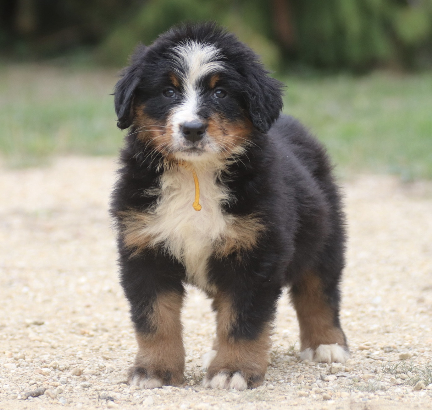 Chiot Bouvier Bernois Du Verger Des Beaurepaires