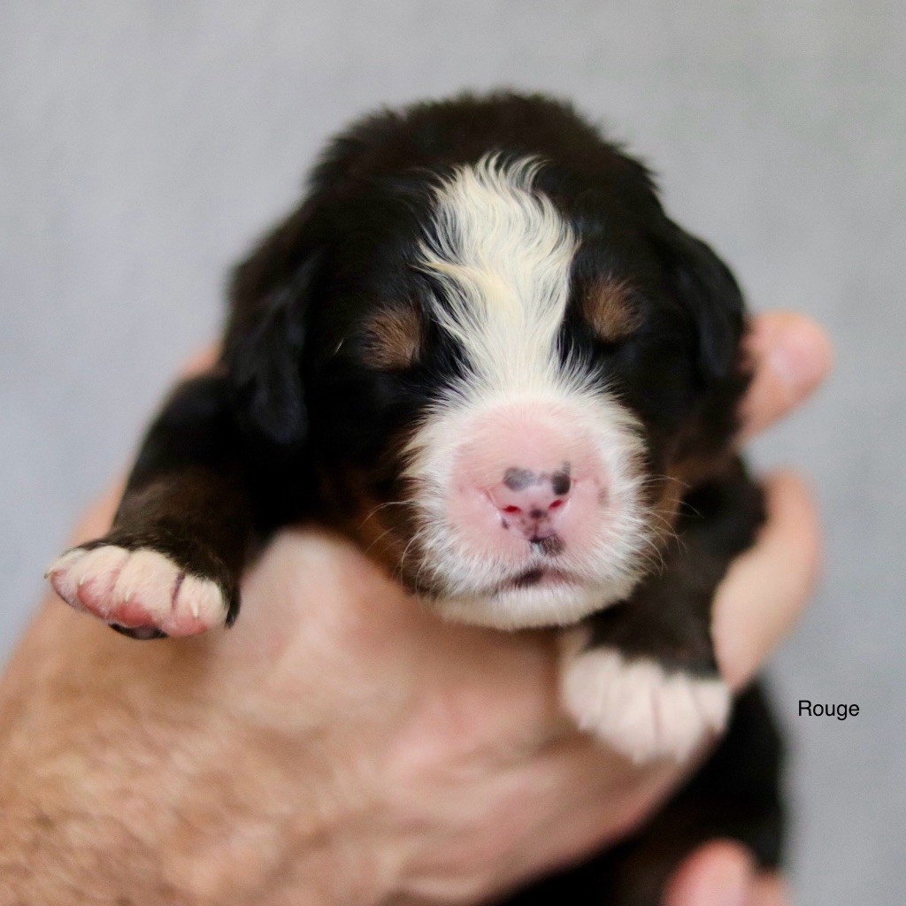 Du Verger Des Beaurepaires - Chiots disponibles - Bouvier Bernois