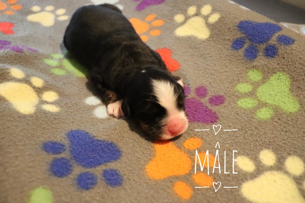 Du Verger Des Beaurepaires - Chiots disponibles - Bouvier Bernois