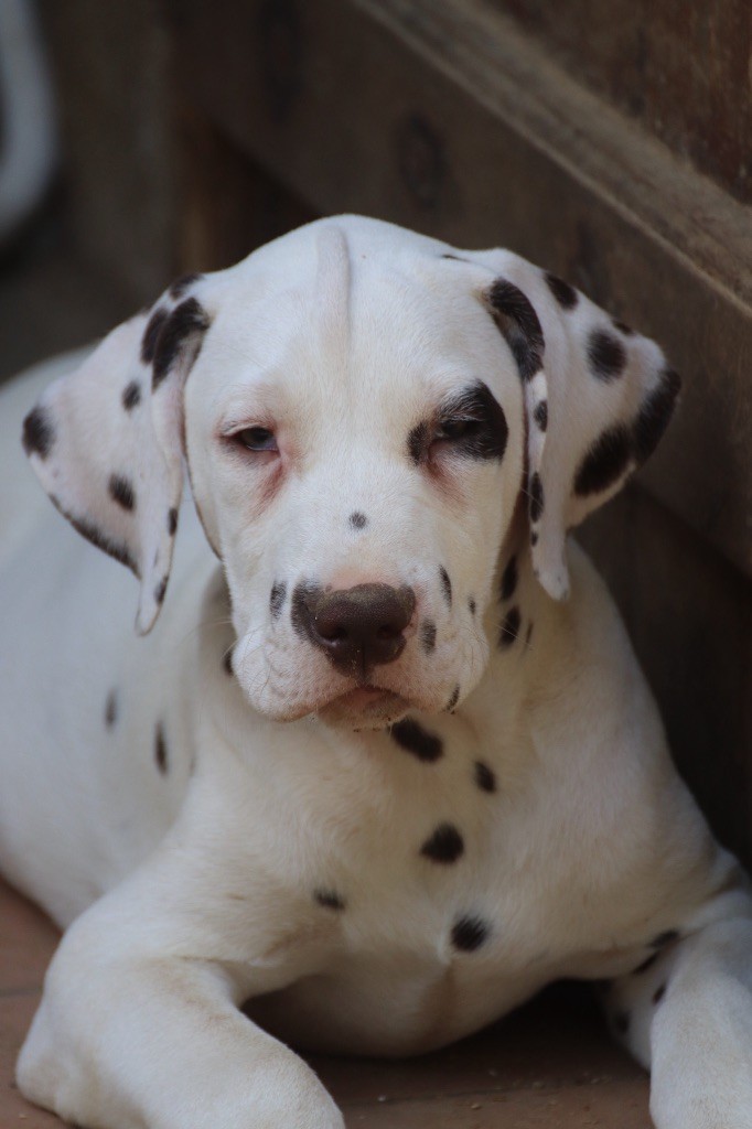 Du Verger Des Beaurepaires - Chiots disponibles - Dalmatien