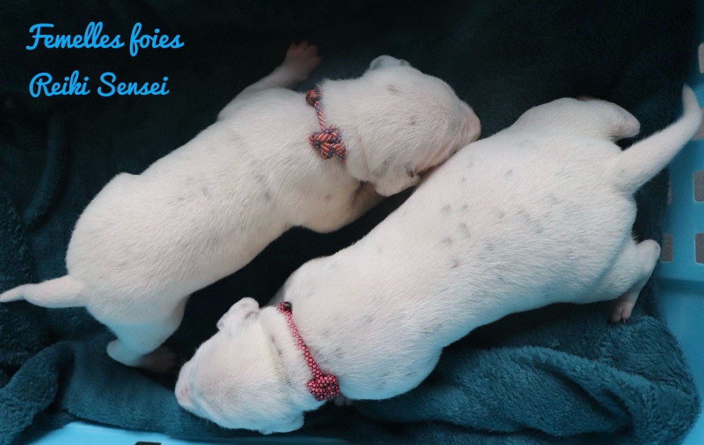 Du Verger Des Beaurepaires - Chiots disponibles - Dalmatien