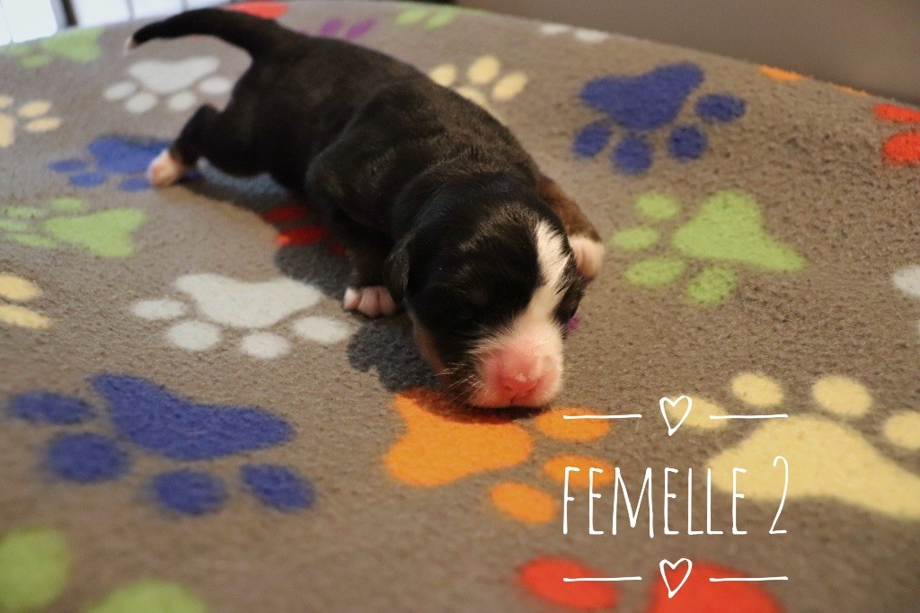 Du Verger Des Beaurepaires - Chiots disponibles - Bouvier Bernois