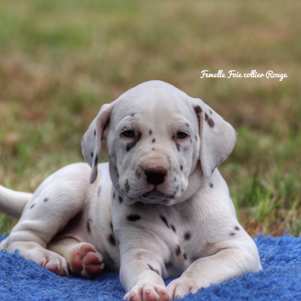 Du Verger Des Beaurepaires - Chiots disponibles - Dalmatien