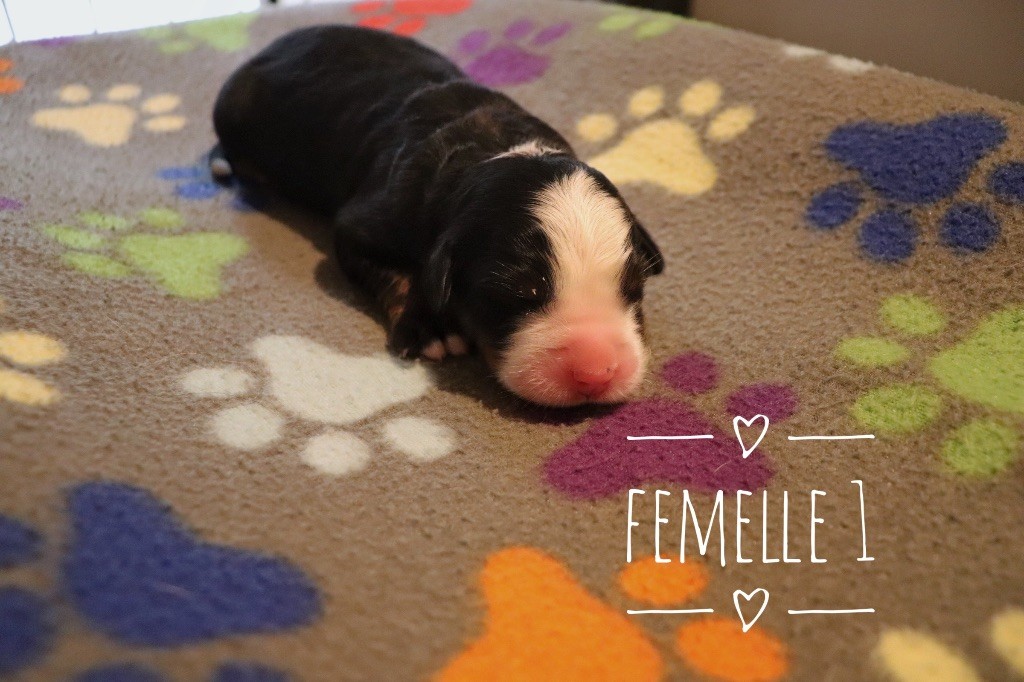 Du Verger Des Beaurepaires - Chiots disponibles - Bouvier Bernois