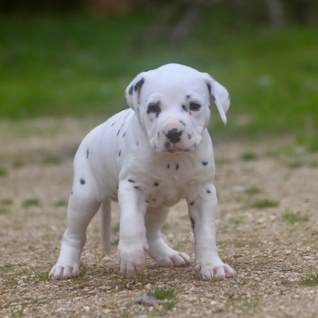 Du Verger Des Beaurepaires - Chiots disponibles - Dalmatien