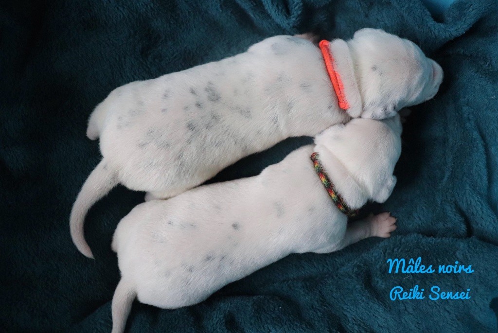 Du Verger Des Beaurepaires - Chiots disponibles - Dalmatien