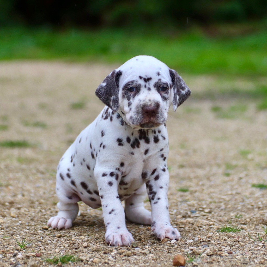 Du Verger Des Beaurepaires - Dalmatien - Portée née le 27/09/2025