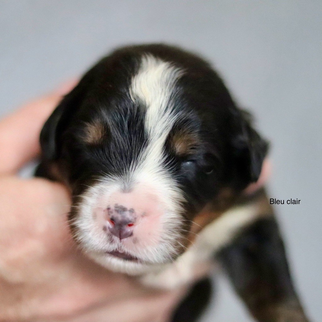 Du Verger Des Beaurepaires - Chiots disponibles - Bouvier Bernois