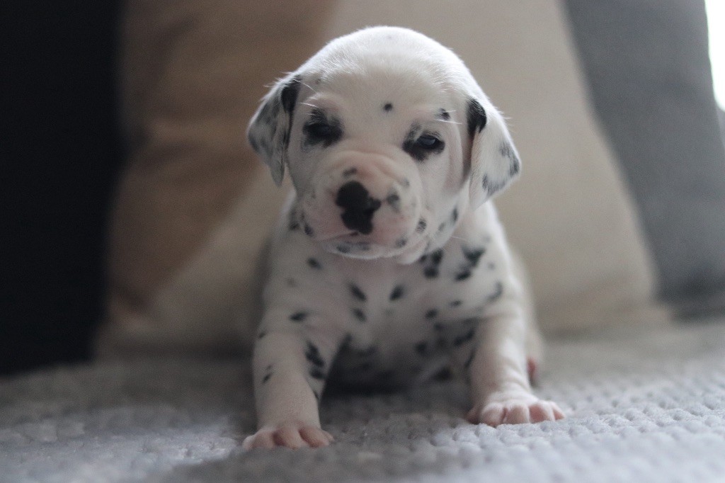Chiot Dalmatien Du Verger Des Beaurepaires
