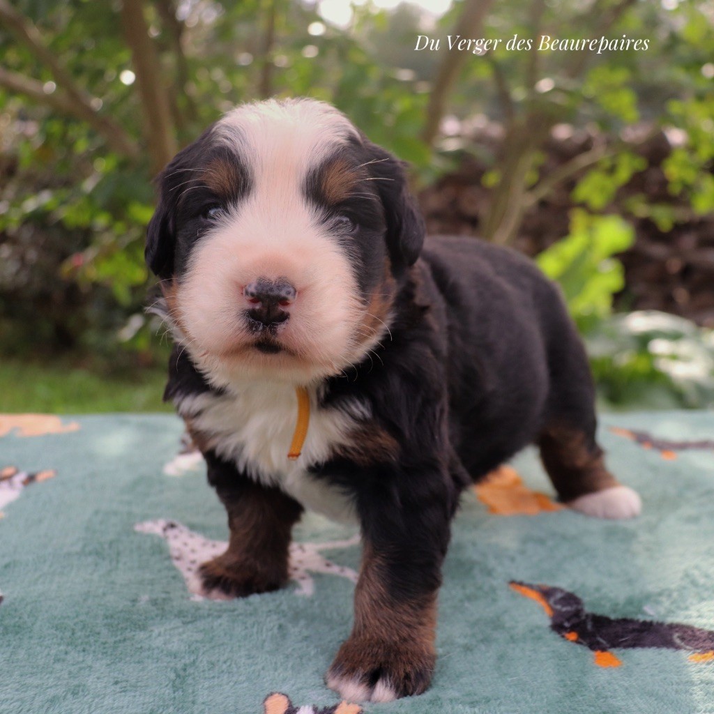 Du Verger Des Beaurepaires - Chiots disponibles - Bouvier Bernois