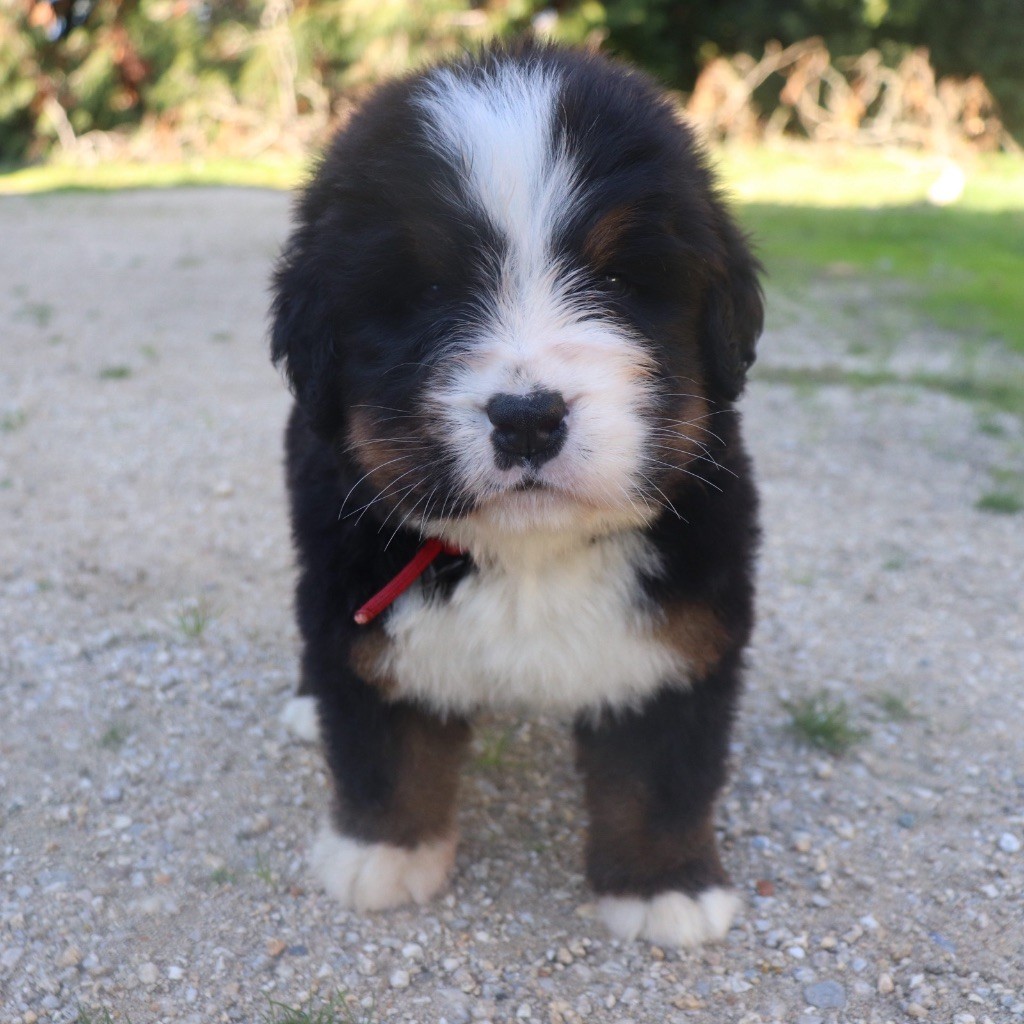Du Verger Des Beaurepaires - Chiots disponibles - Bouvier Bernois