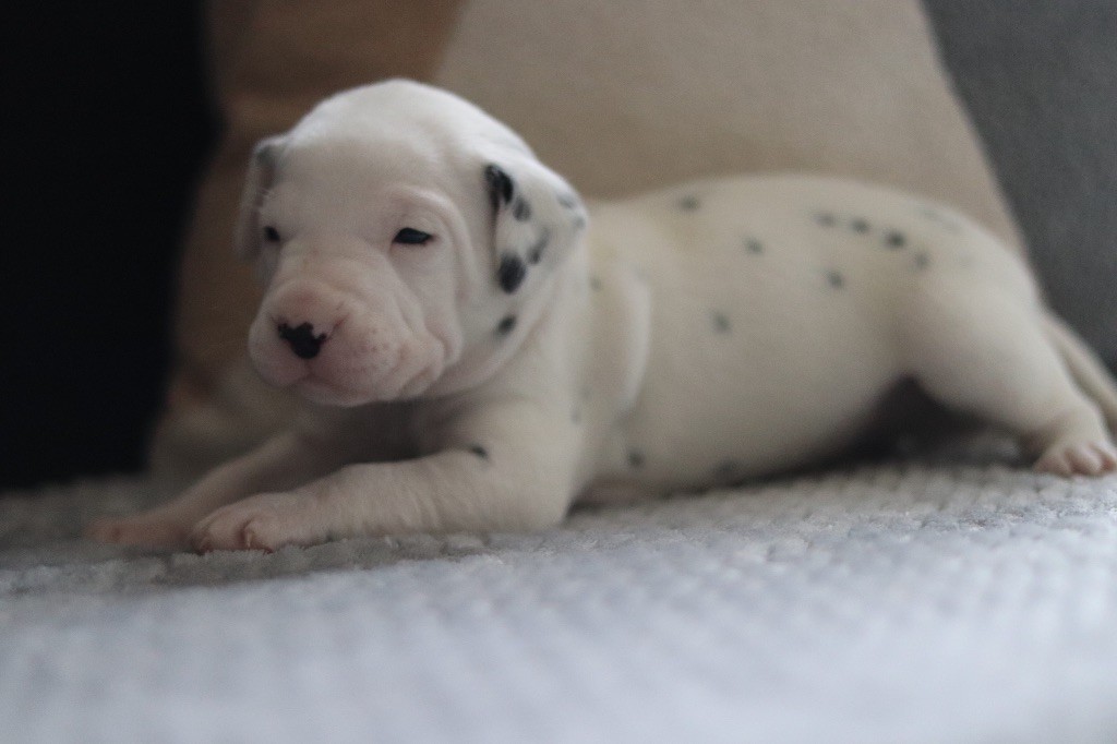 Du Verger Des Beaurepaires - Chiots disponibles - Dalmatien