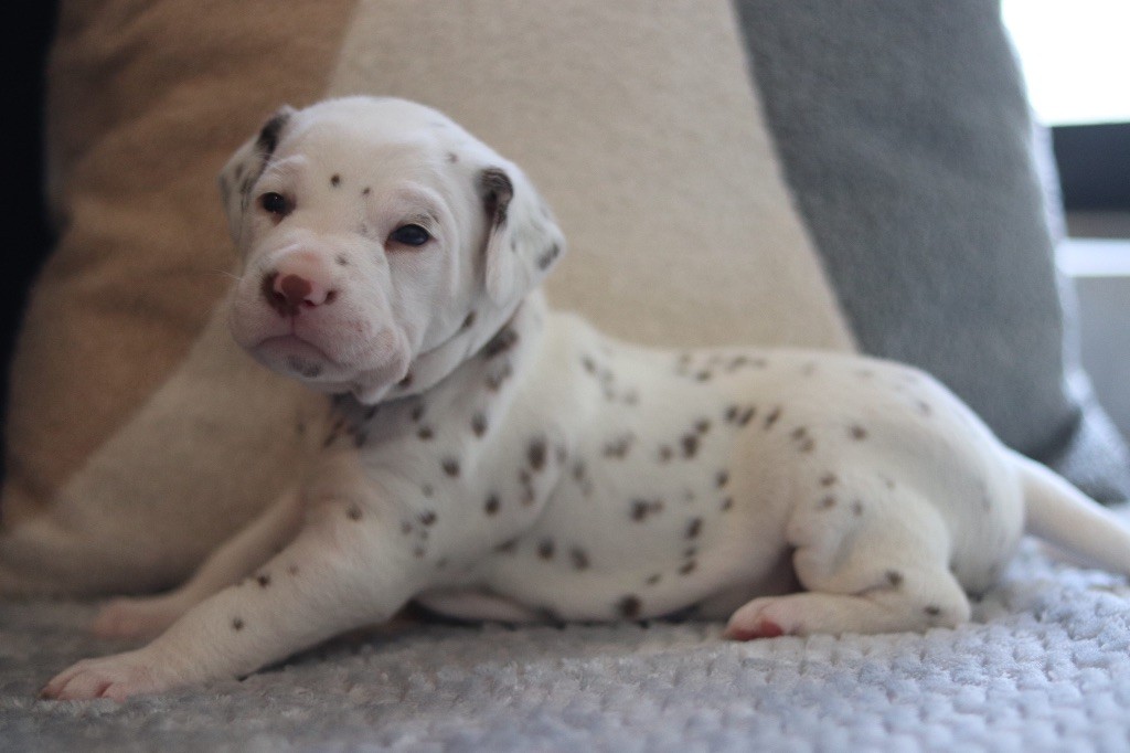 Du Verger Des Beaurepaires - Chiots disponibles - Dalmatien