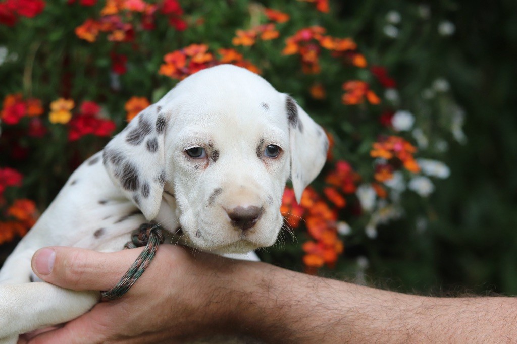 Du Verger Des Beaurepaires - Chiots disponibles - Dalmatien