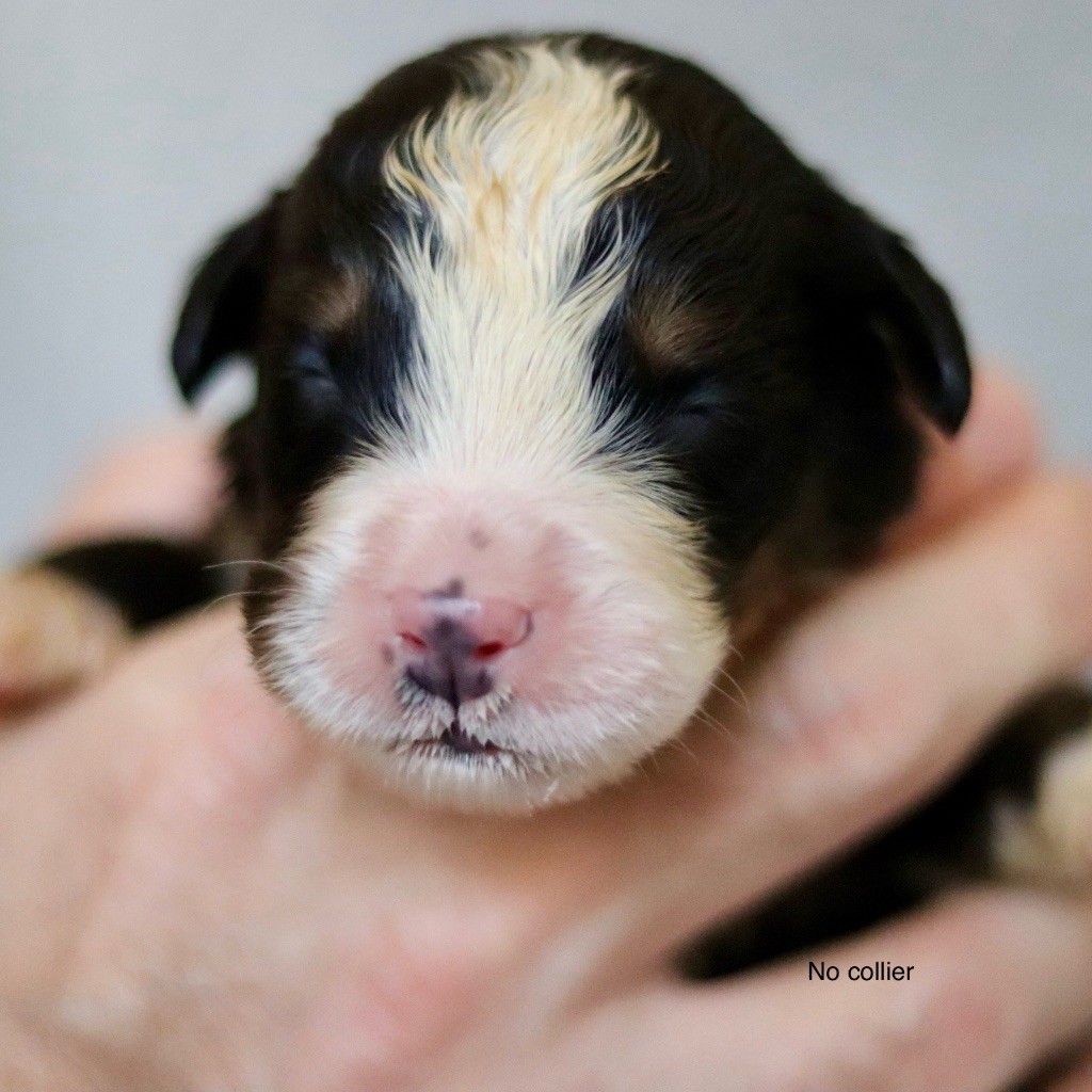 Du Verger Des Beaurepaires - Chiots disponibles - Bouvier Bernois