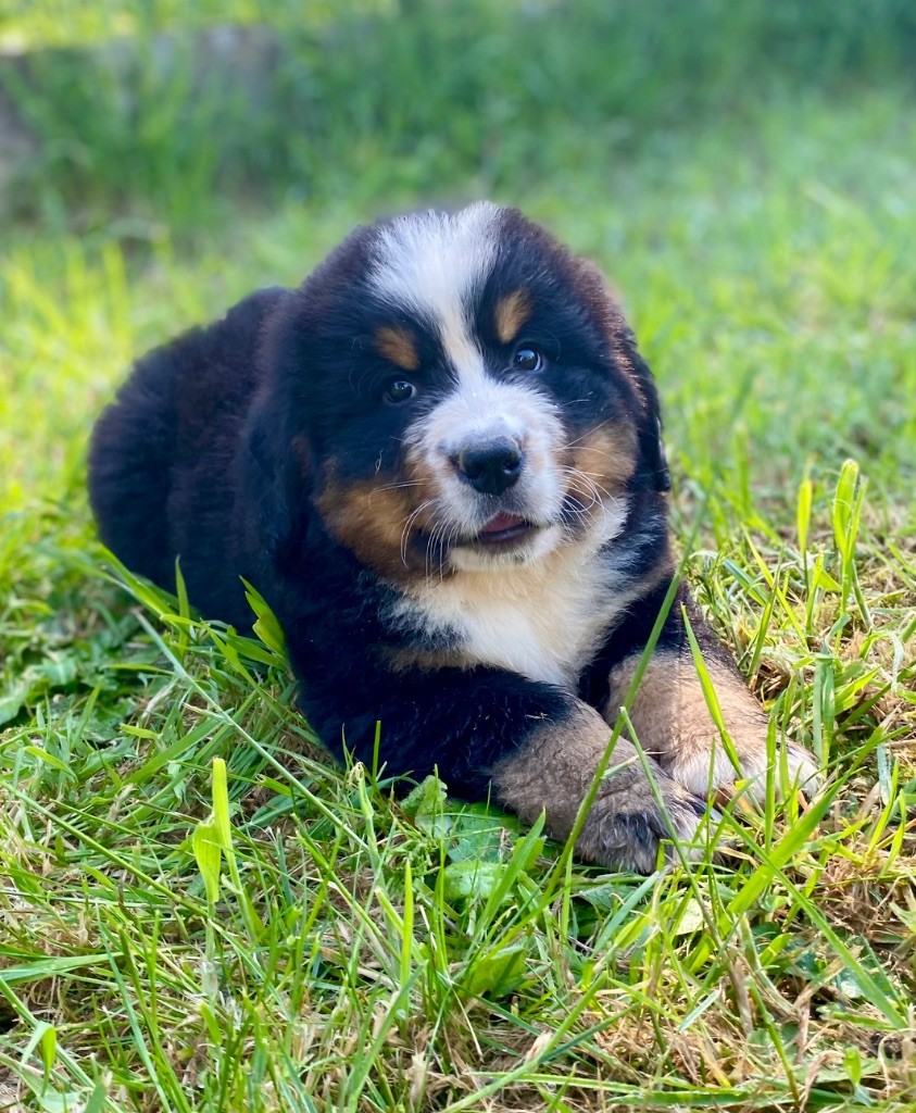 Du Verger Des Beaurepaires - Chiots disponibles - Bouvier Bernois