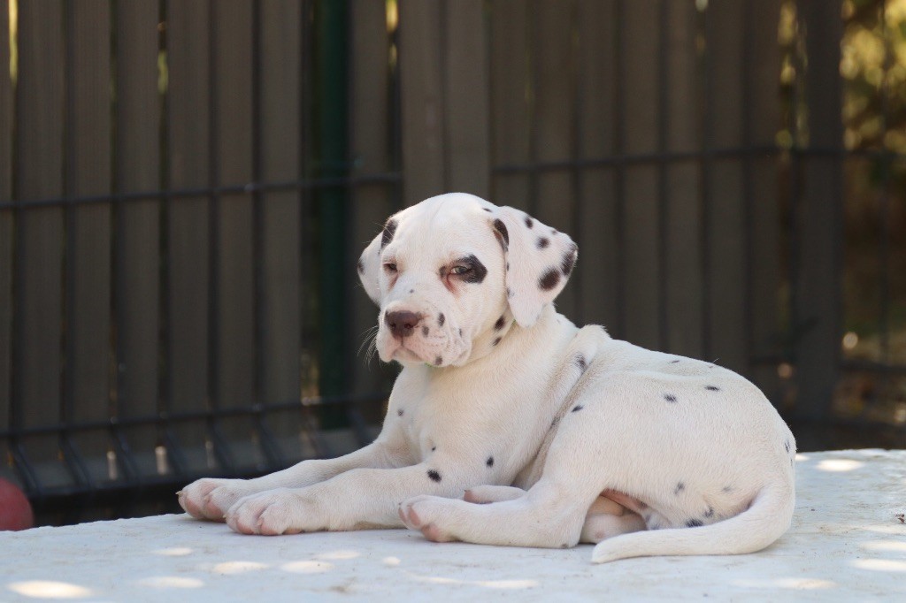 Du Verger Des Beaurepaires - Chiots disponibles - Dalmatien