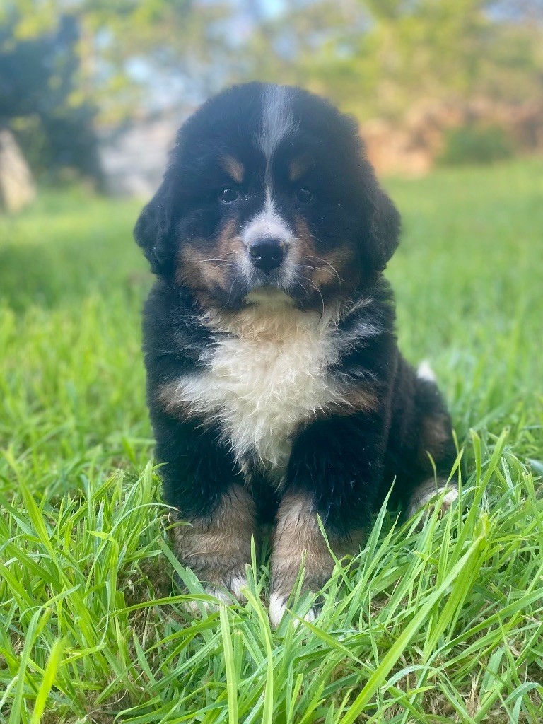 Du Verger Des Beaurepaires - Chiots disponibles - Bouvier Bernois