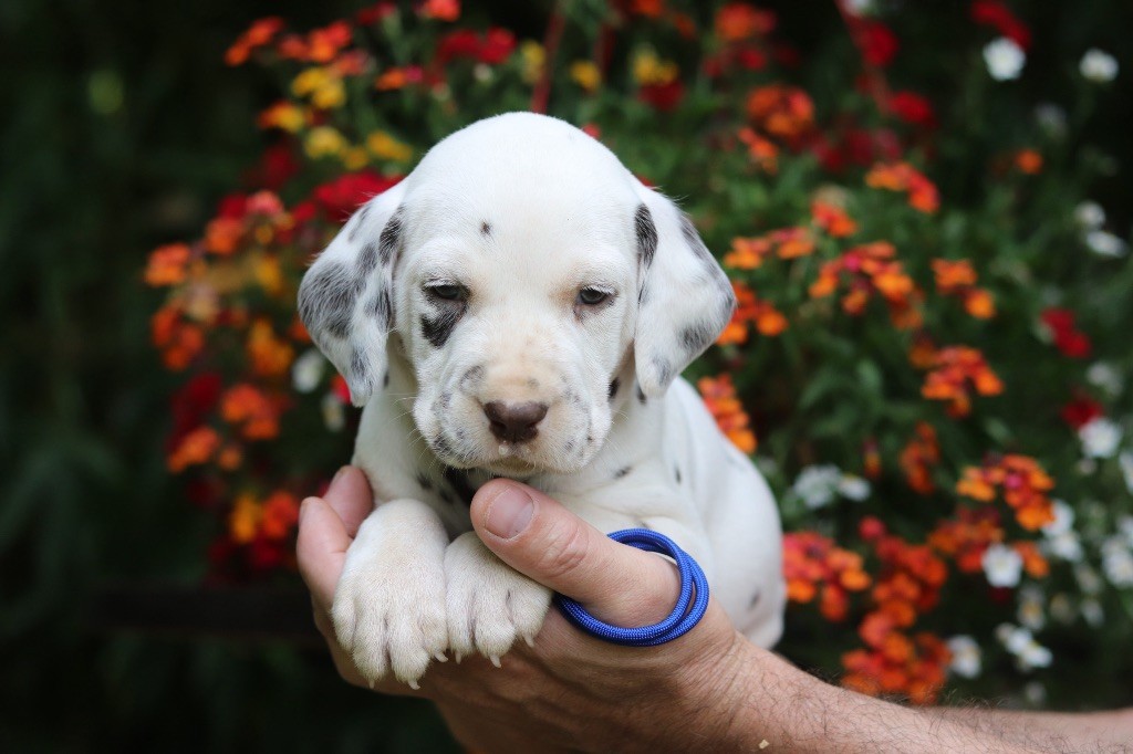 Du Verger Des Beaurepaires - Chiots disponibles - Dalmatien