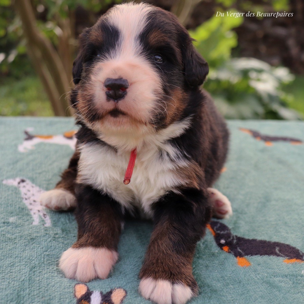 Du Verger Des Beaurepaires - Chiots disponibles - Bouvier Bernois
