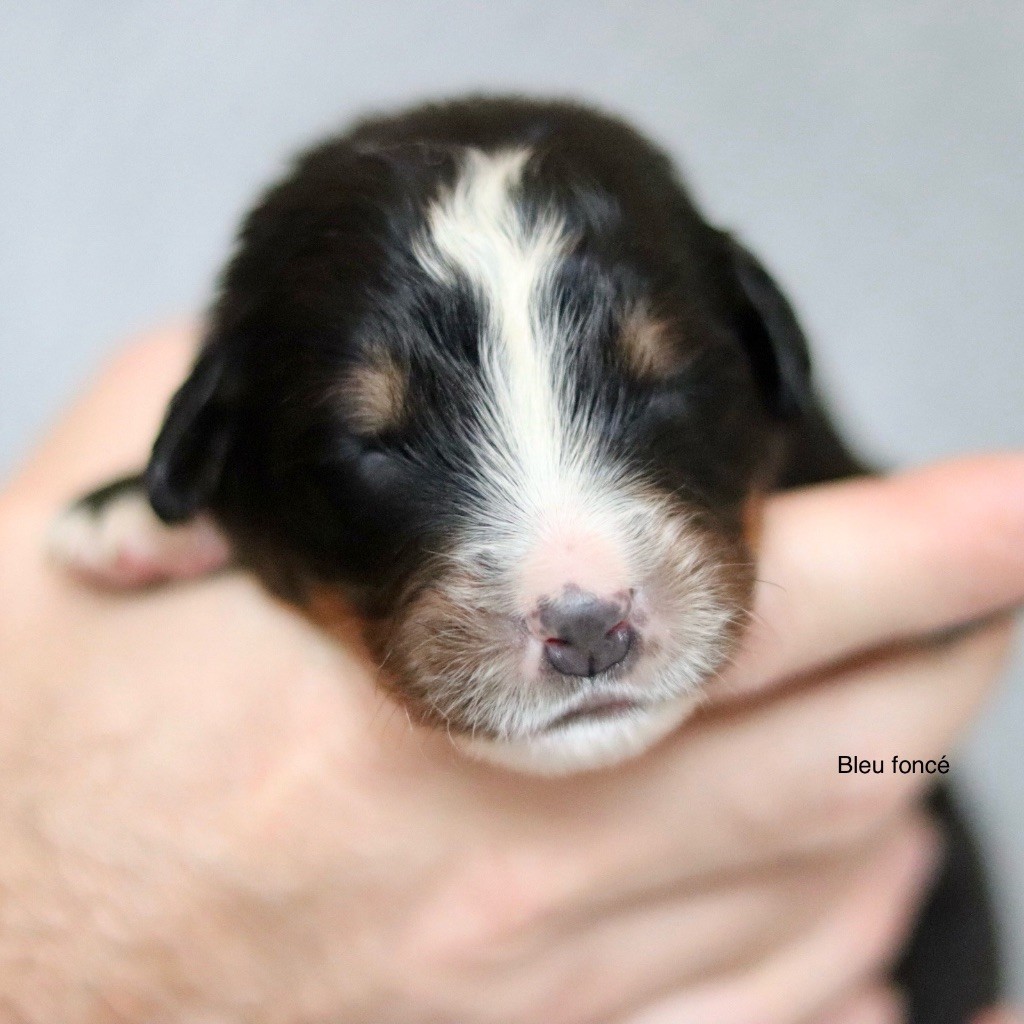 Du Verger Des Beaurepaires - Chiots disponibles - Bouvier Bernois