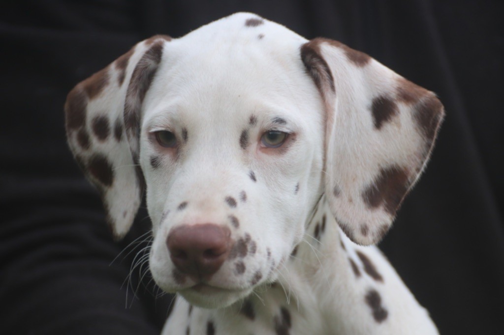 Du Verger Des Beaurepaires - Dalmatien - Portée née le 20/10/2022