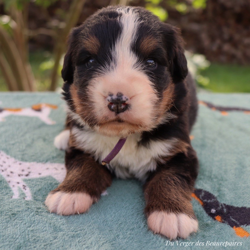 Du Verger Des Beaurepaires - Chiots disponibles - Bouvier Bernois