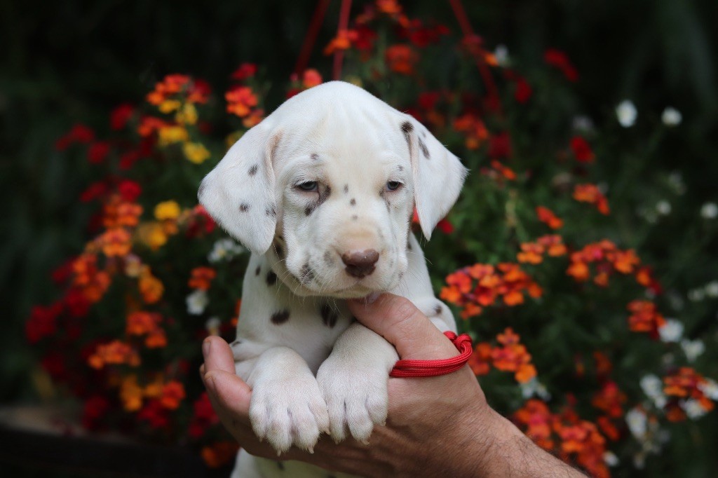 Du Verger Des Beaurepaires - Chiots disponibles - Dalmatien