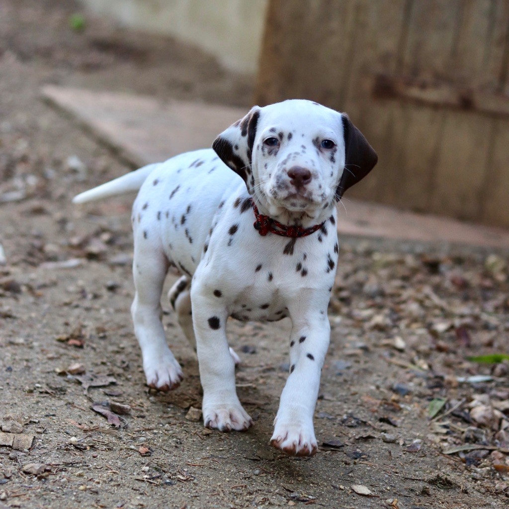 Du Verger Des Beaurepaires - Chiots disponibles - Dalmatien