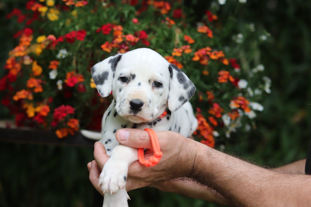 Du Verger Des Beaurepaires - Chiots disponibles - Dalmatien