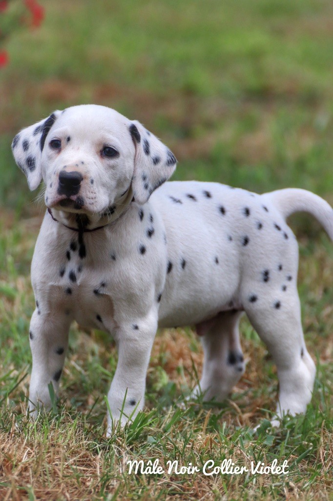 Du Verger Des Beaurepaires - Chiots disponibles - Dalmatien