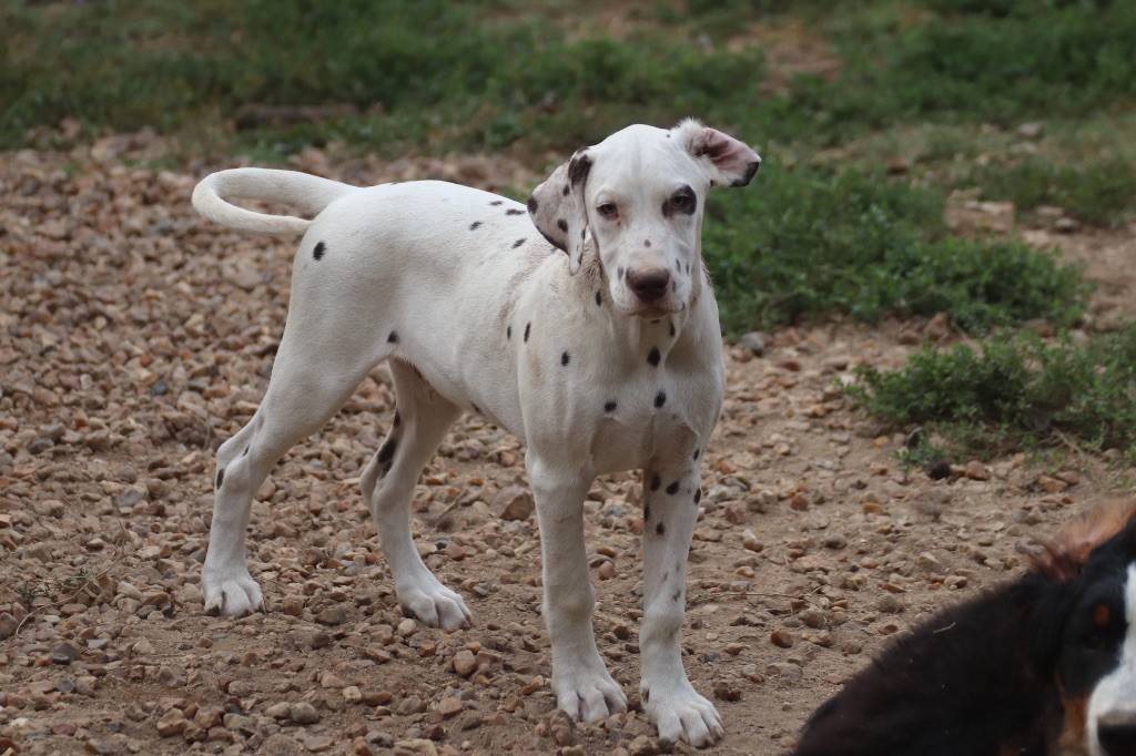 Du Verger Des Beaurepaires - Chiots disponibles - Dalmatien