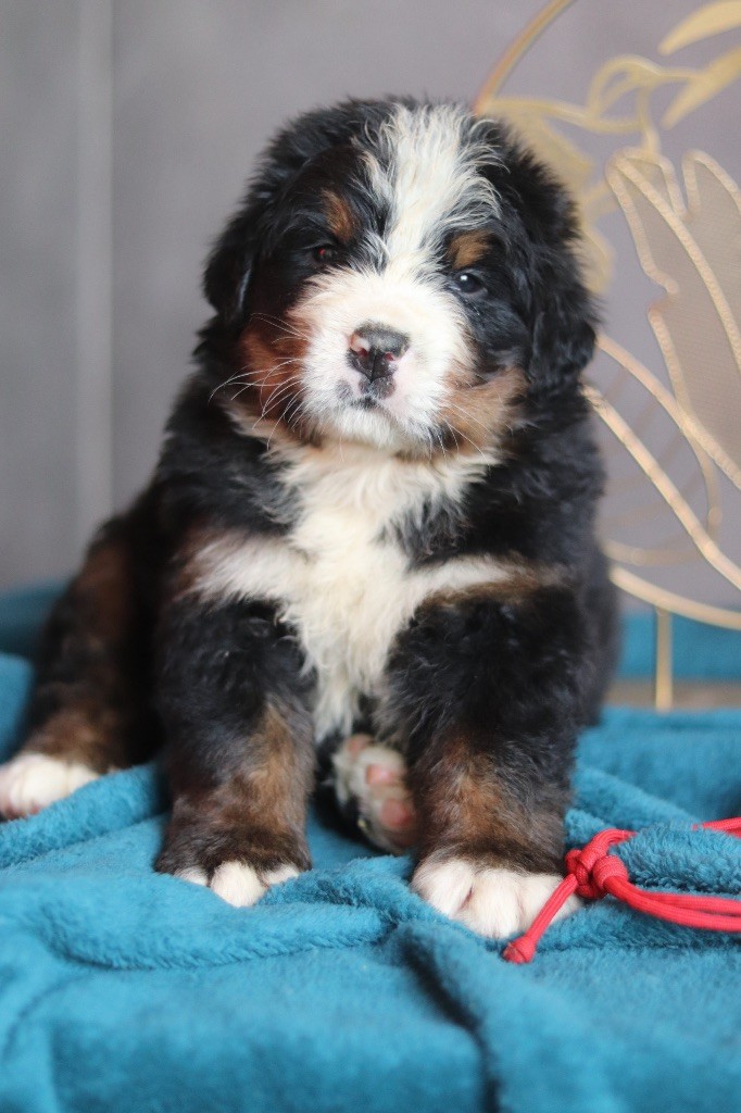 Du Verger Des Beaurepaires - Chiots disponibles - Bouvier Bernois