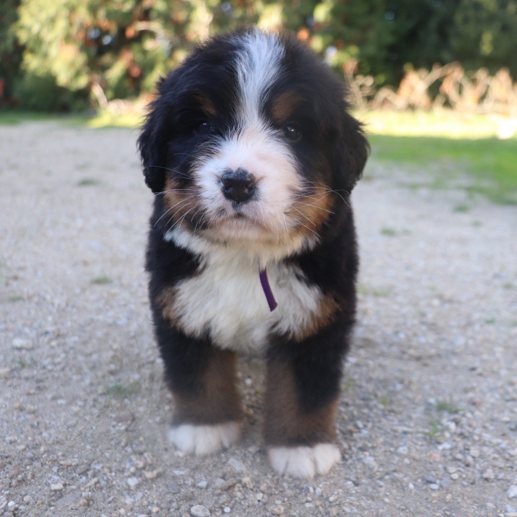 Du Verger Des Beaurepaires - Chiots disponibles - Bouvier Bernois
