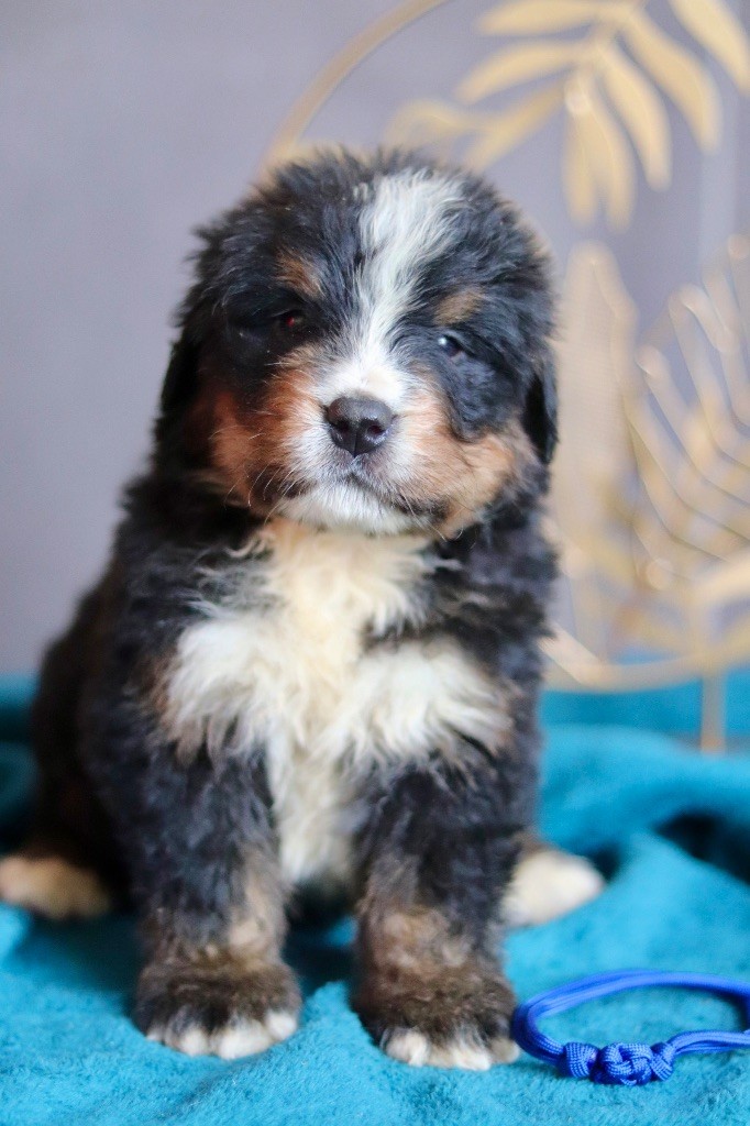 Du Verger Des Beaurepaires - Chiots disponibles - Bouvier Bernois