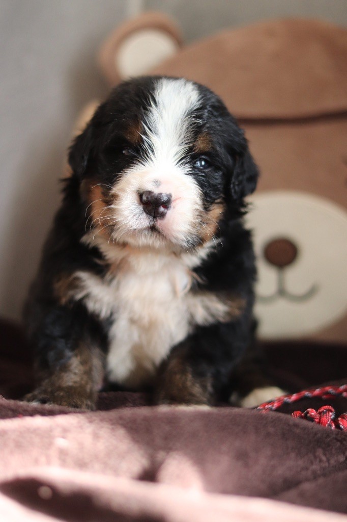 Du Verger Des Beaurepaires - Chiots disponibles - Bouvier Bernois