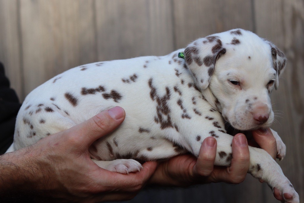 Du Verger Des Beaurepaires - Chiots disponibles - Dalmatien