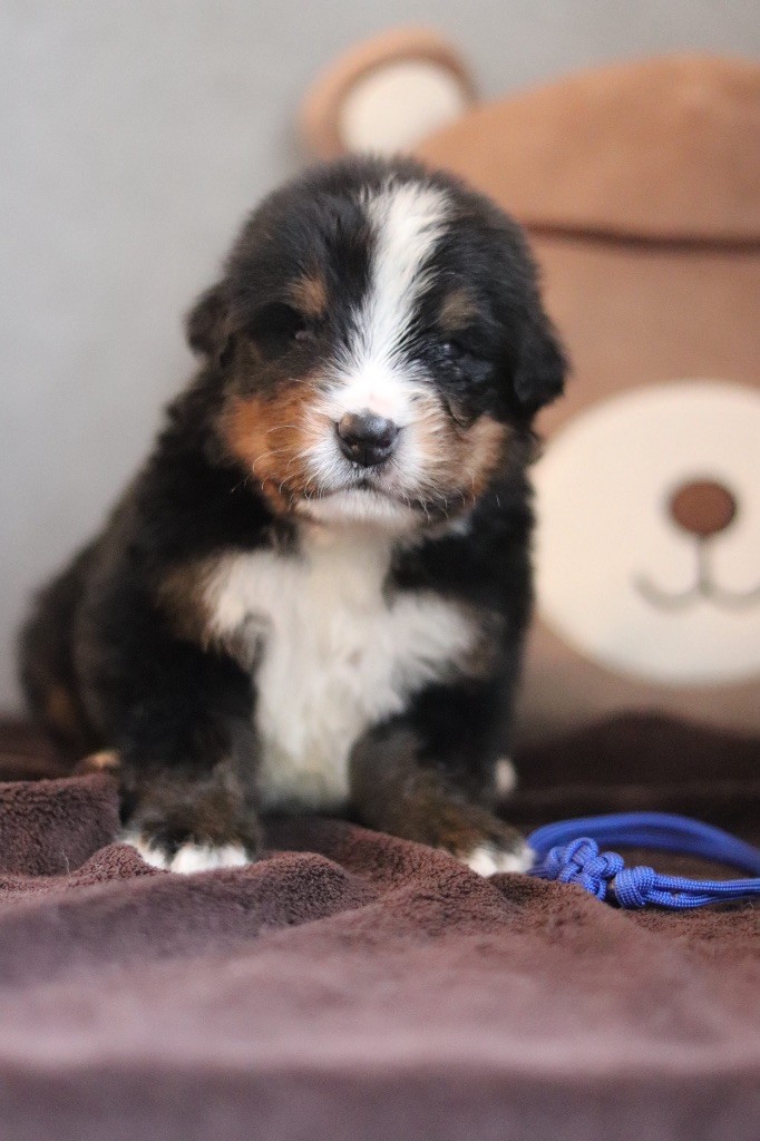 Du Verger Des Beaurepaires - Chiots disponibles - Bouvier Bernois