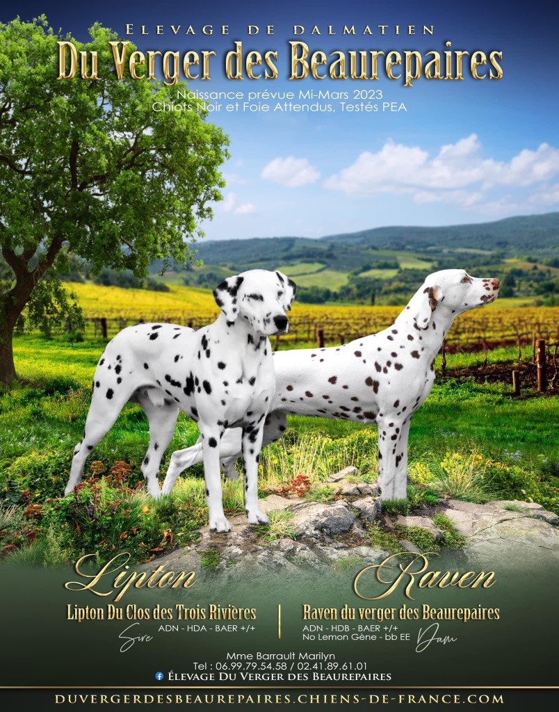 Du Verger Des Beaurepaires - Dalmatien - Portée née le 22/03/2023