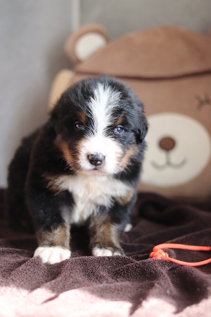 Du Verger Des Beaurepaires - Chiots disponibles - Bouvier Bernois