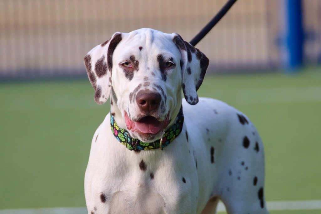 Du Verger Des Beaurepaires - Chiots disponibles - Dalmatien