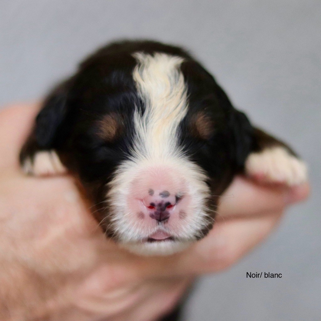 Du Verger Des Beaurepaires - Chiots disponibles - Bouvier Bernois