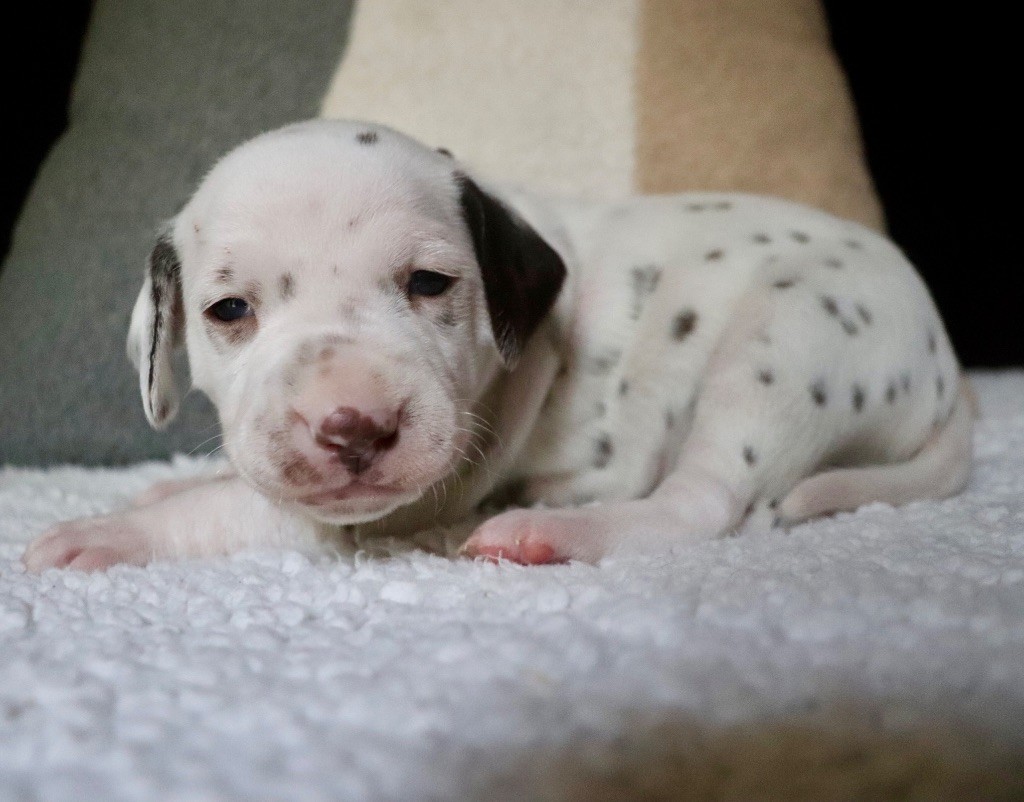 Du Verger Des Beaurepaires - Chiots disponibles - Dalmatien
